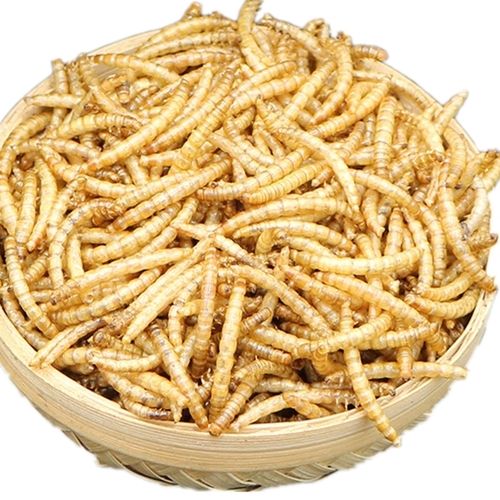High Protein Dried Mealworms for Chicken Feed Formula