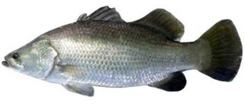 Asian Sea Bass Or Barramundi Fish