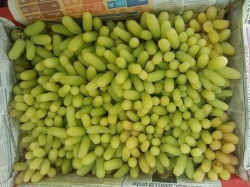 Export Quality Green Fresh Grapes