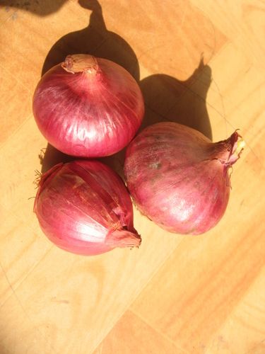 Fresh Red Onion - Round Shape | Easy to Digest, Long Shelf Life, Healthy, Ready to Eat Raw