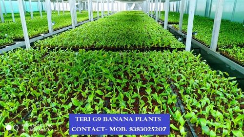 G9 Tissue Culture Banana Plant (Primary Hardened)