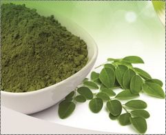 Green Color Moringa Powder