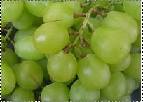 Green Color Table Grapes
