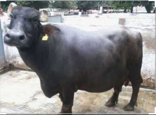 High Breed Murrah Buffalo