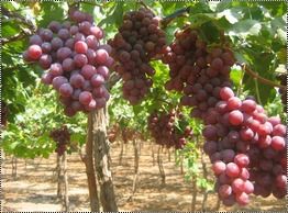 Red Color Seedless Grapes