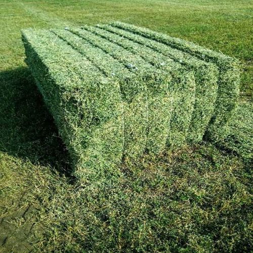 Farm Alfalfa Hay Bales Admixture 20 Price 120 Usd Ton Id 6237242