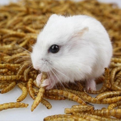 High Protein Dried Mealworms for Animal Food Pet Food