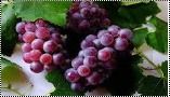 Red Organic Tasty Crimson Grapes