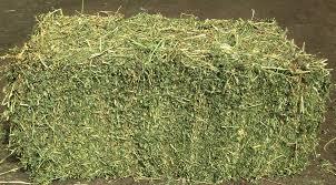 Green Alfalfa Hay Bales