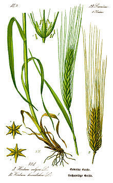 Barley Grains (Hordeum Vulgare)