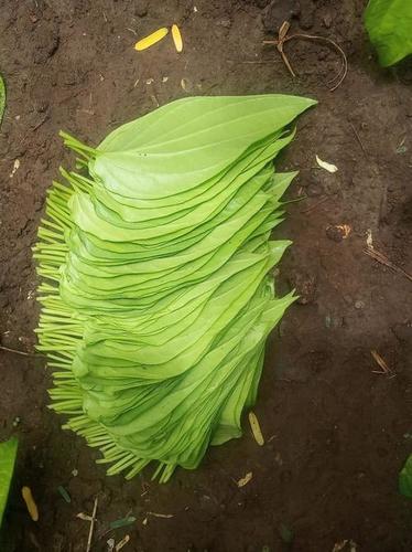 Fresh Green Betel Leaves