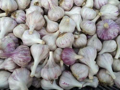 Preserved Natural White Fresh Garlic