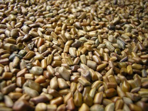 Dried Cassia Tora Seeds