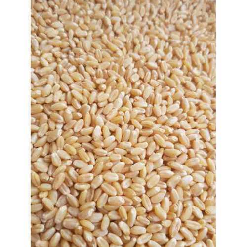 Gluten Free Sharbati Wheat