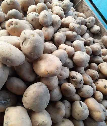 Organic Fresh Potato Vegetable