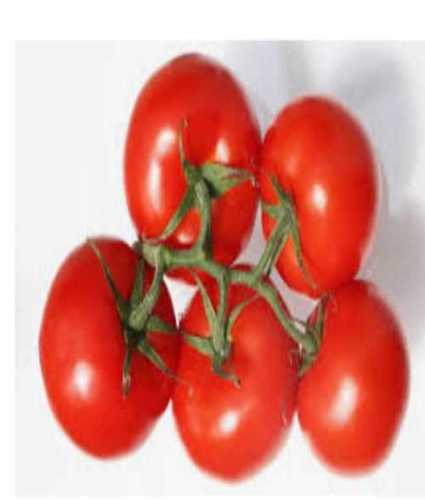 Red Round Juicy Tomato 