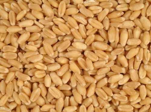 100% Pure Wheat 