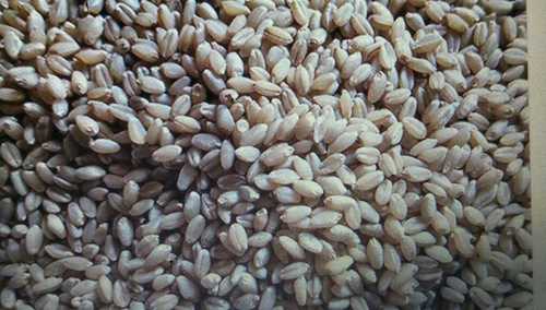 Agriculture Wheat Grain