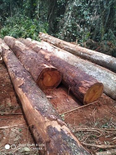 Solid Wood Boards African Rosewood (Dalbergia Maritima)