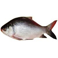 Fresh Rohu Fish