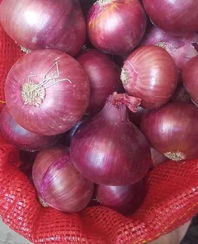 Ball Export Quality Fresh Red Onion