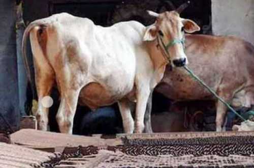 Holstein Friesian Cows