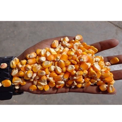 Impurity Free Yellow Maize Moisture (%): 14% Max