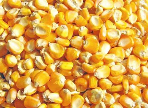 Common Non Glutinous Yellow Maize