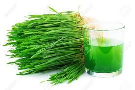 Fresh Wheat Grass Juice