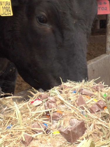 Chocolate Flavour Cattle Feed