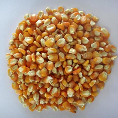 Pure Organic Yellow Maize Moisture (%): 13