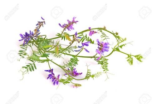 Fresh Flowers Blue Vetch