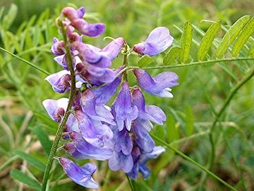 Blue Vetch