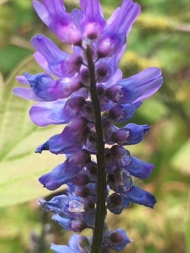 Blue Vetch