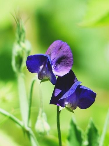 Blue Vetch