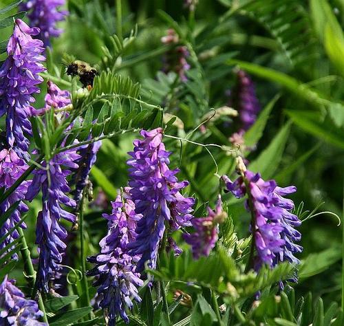 Blue Vetch