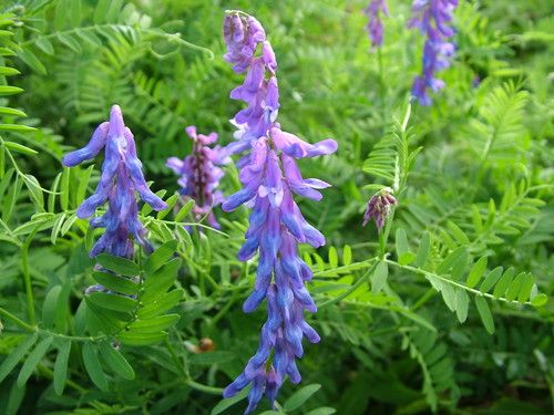 Blue Vetch