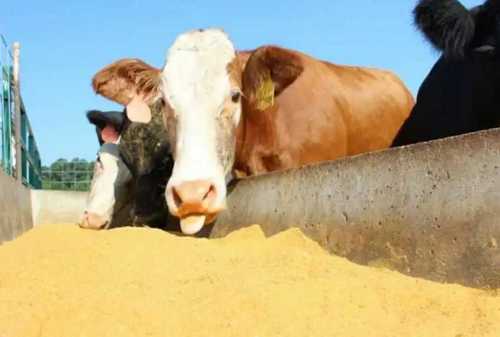 Cattle Feed Supplements Powder 