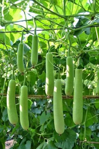 Long Cylindrical Ridge-Gourd