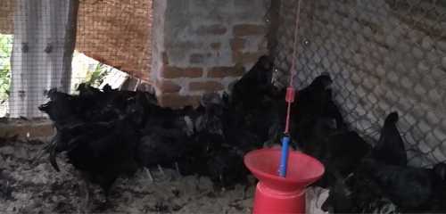 Pure Kadaknath Chicken For Poultry Farming