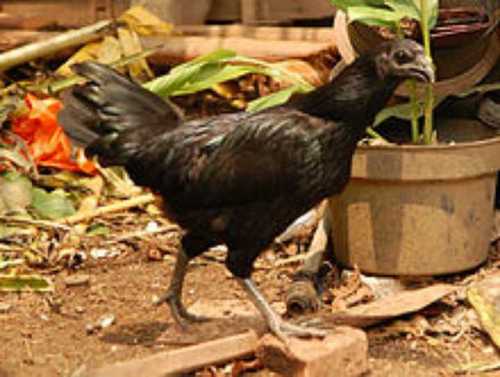 Black Kadaknath Chicken For Meat