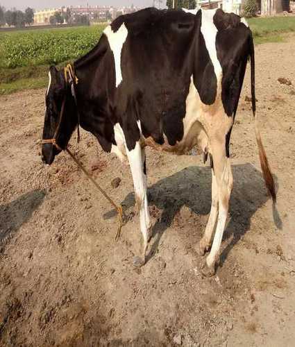 Healthy Holstein Friesian (HF) Cow