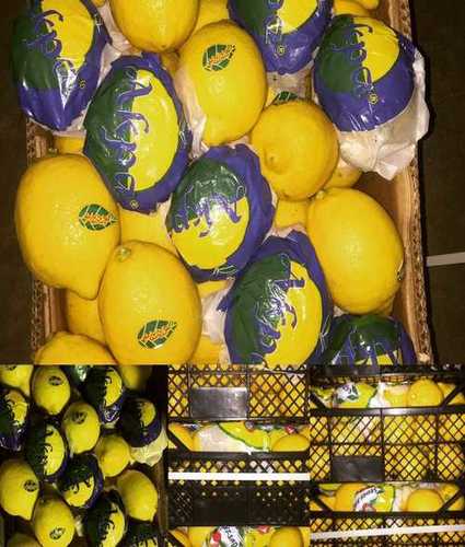 Round Pure And Natural Fresh Lemons