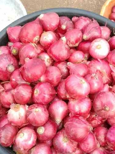 Medium Size Pink Onion