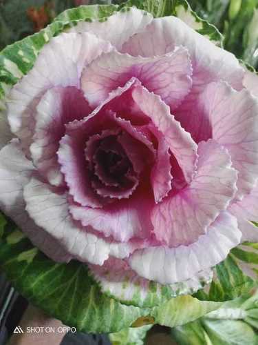 Purple And White Brassica Flower  Moisture (%): 100