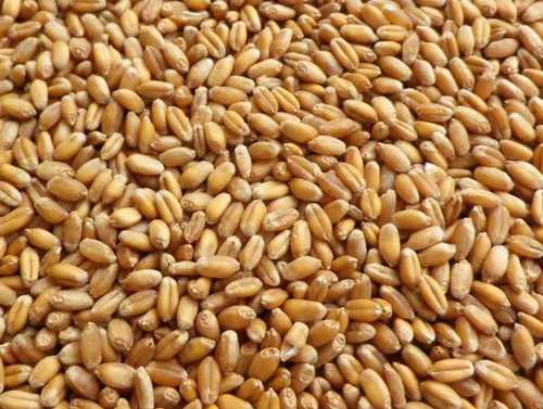 Light Brown High Protein Natural Wheat Seed