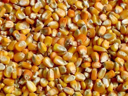 Dried Dry Yellow Maize