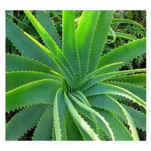 Herbal Aloe Vera Extracts