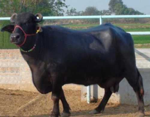 High Milk Yielding Murrah Buffalo