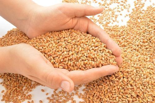 100% Natural Wheat Grain